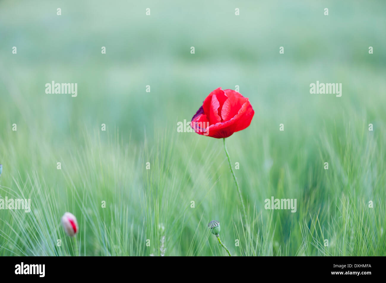 Blossom poppy flower hi-res stock photography and images - Alamy