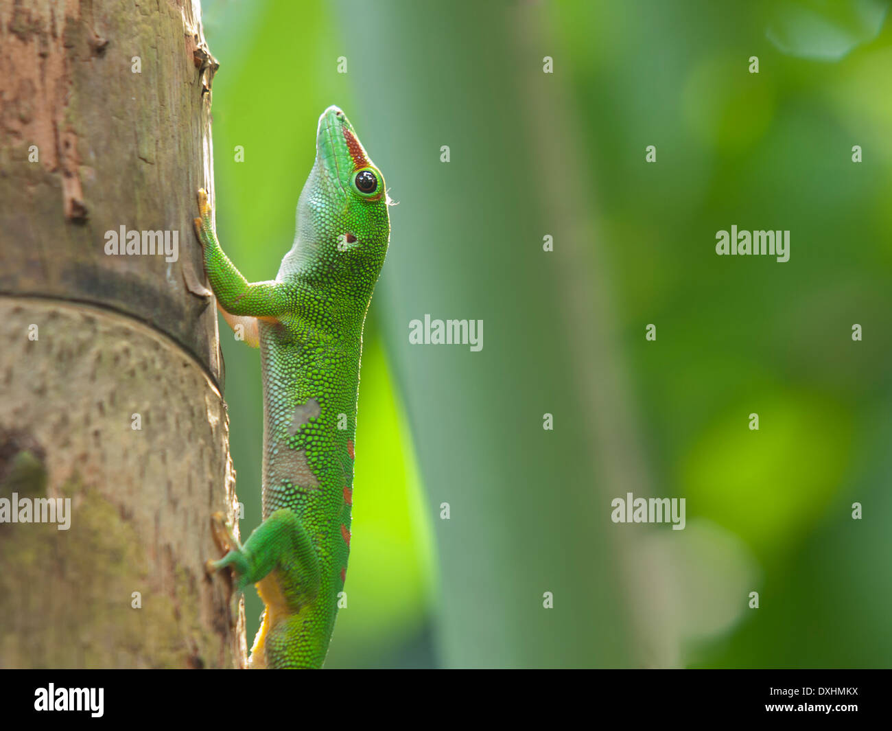Green Madagascar Day Gecko (Phelsuma madagascariensis) Stock Photo