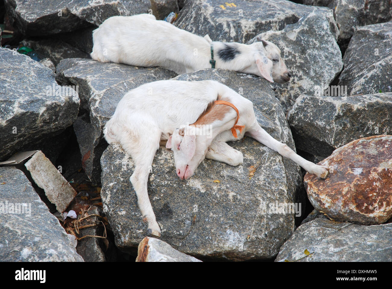Goats sleeping on rocks Stock Photo Alamy