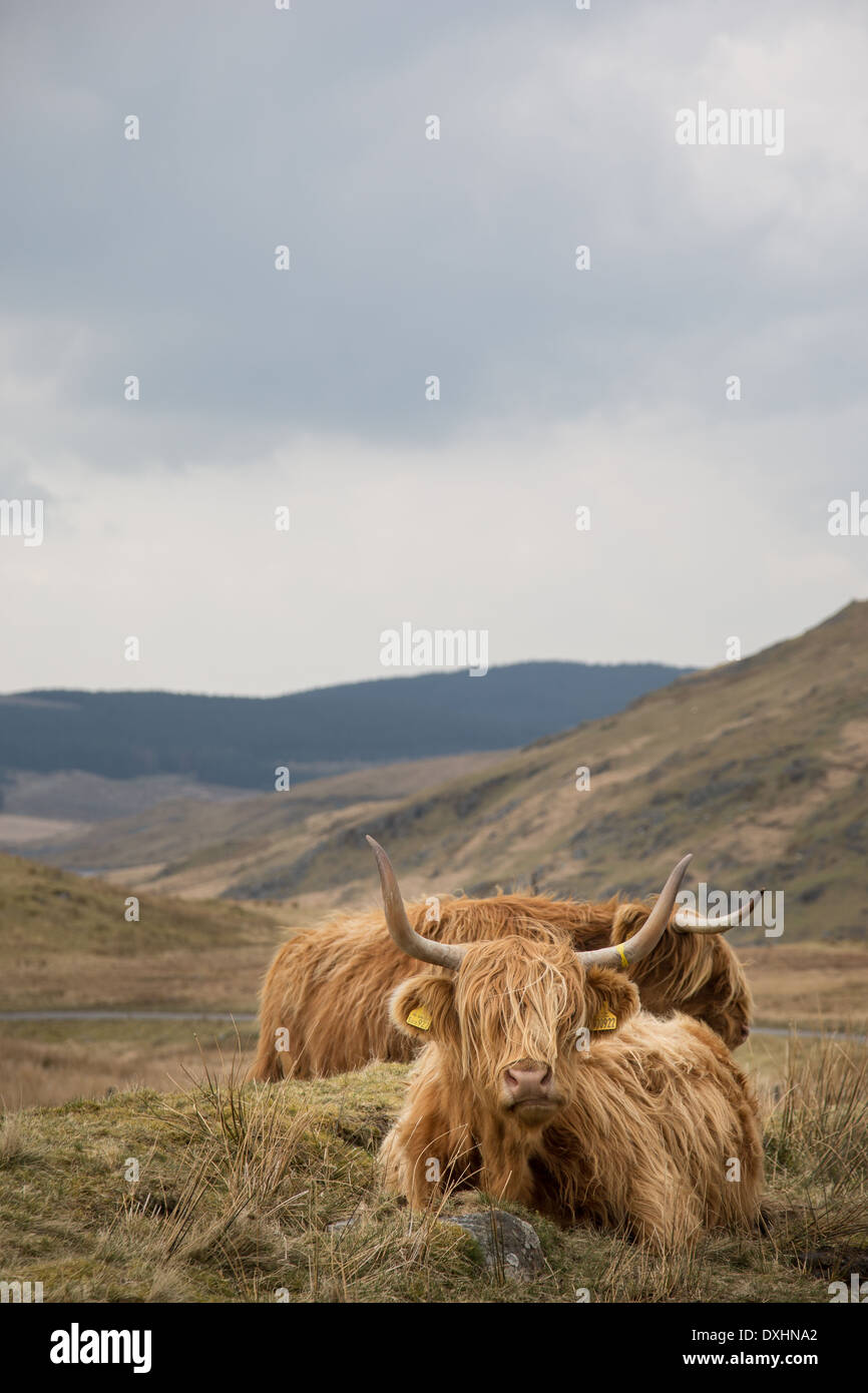 Highland cattle grazing near Nant-y-Moch, Pumlumon, mid Wales Stock Photo