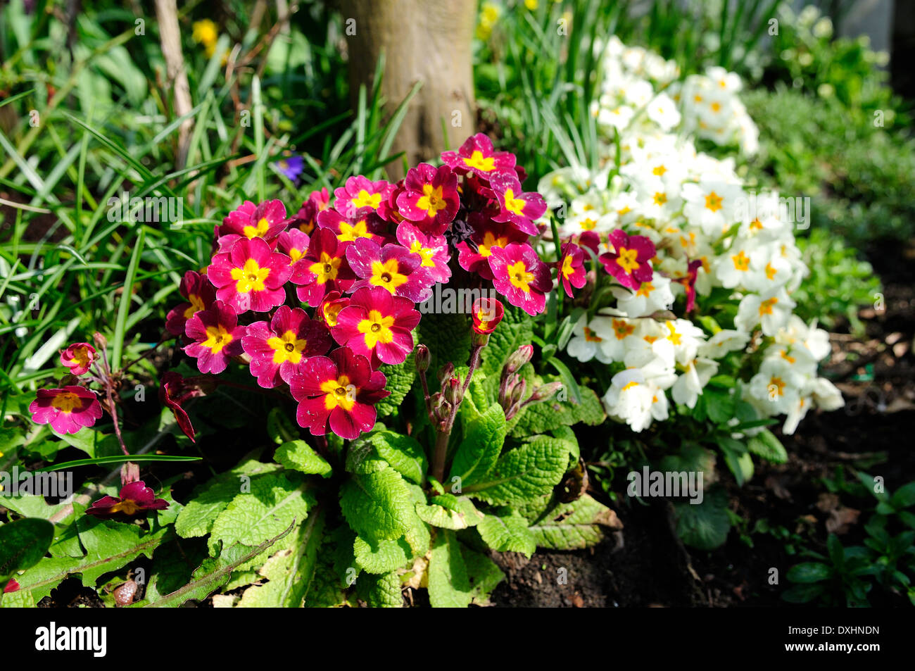 Primrose Plants In Early Spring Garden Stock Photo Alamy