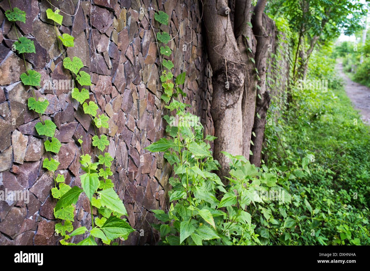 old stone wall with green plant and road, Gili Trawangan, Indonesia Stock Photo