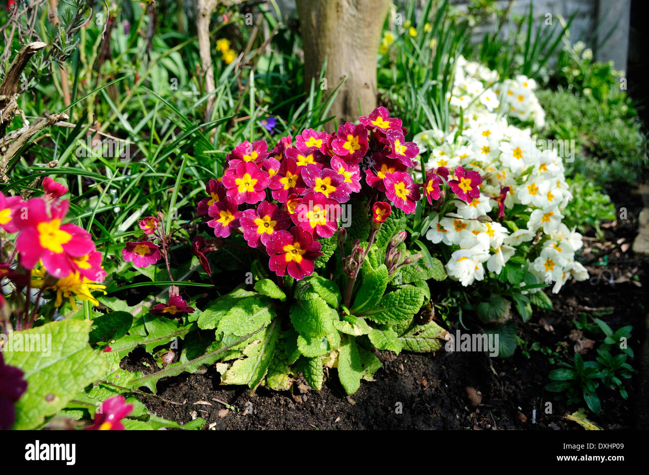 Primrose Flowers In Bloom Springtime Stock Photo Alamy