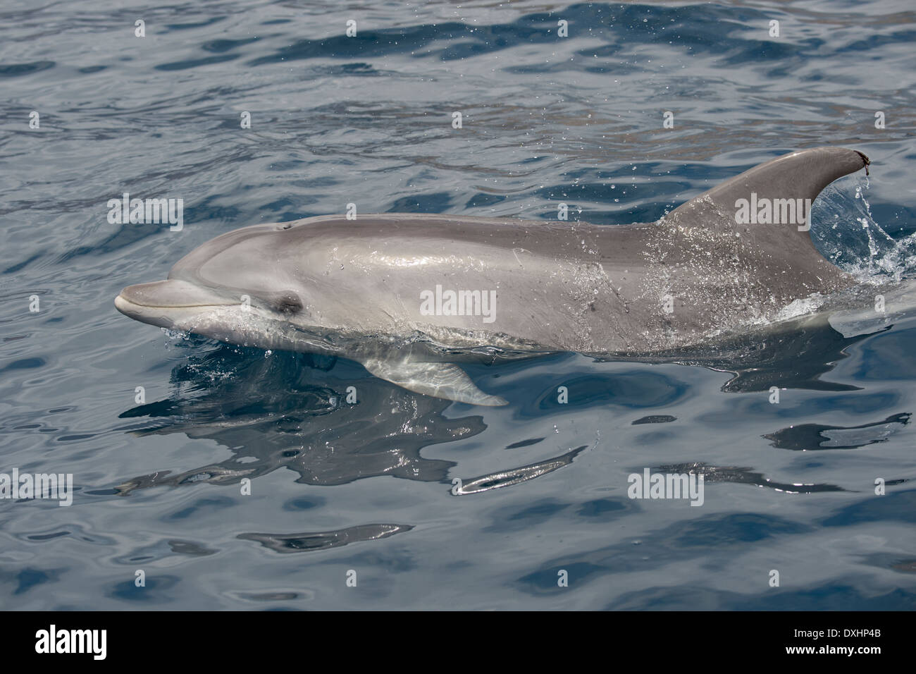 Common Bottlenose Dolphin (Tursiops truncatus) adult animal surfacing ...