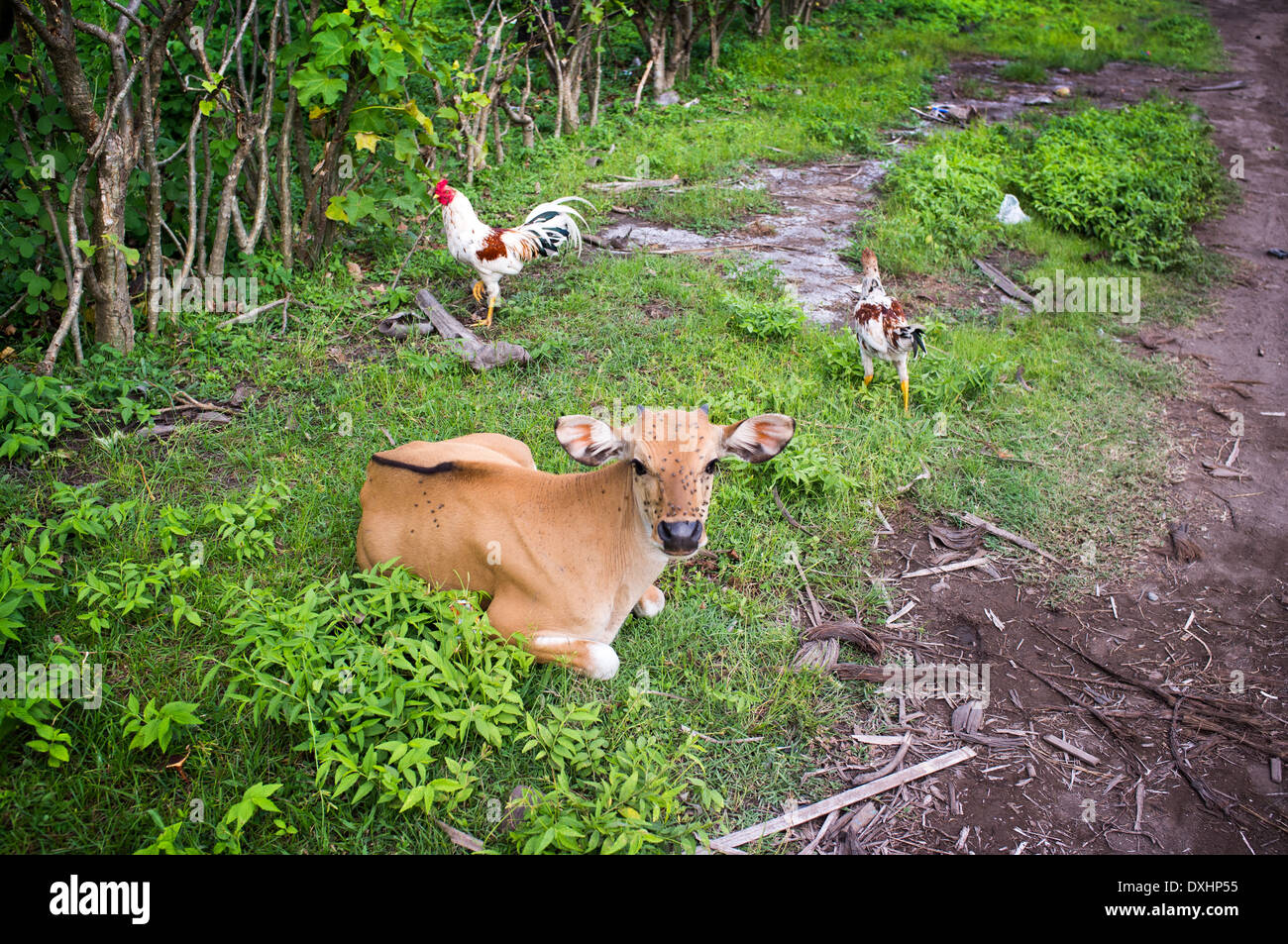 Cow on pasture in palm grove, Trawangan, Gili, Lombok, Indonesia Stock Photo