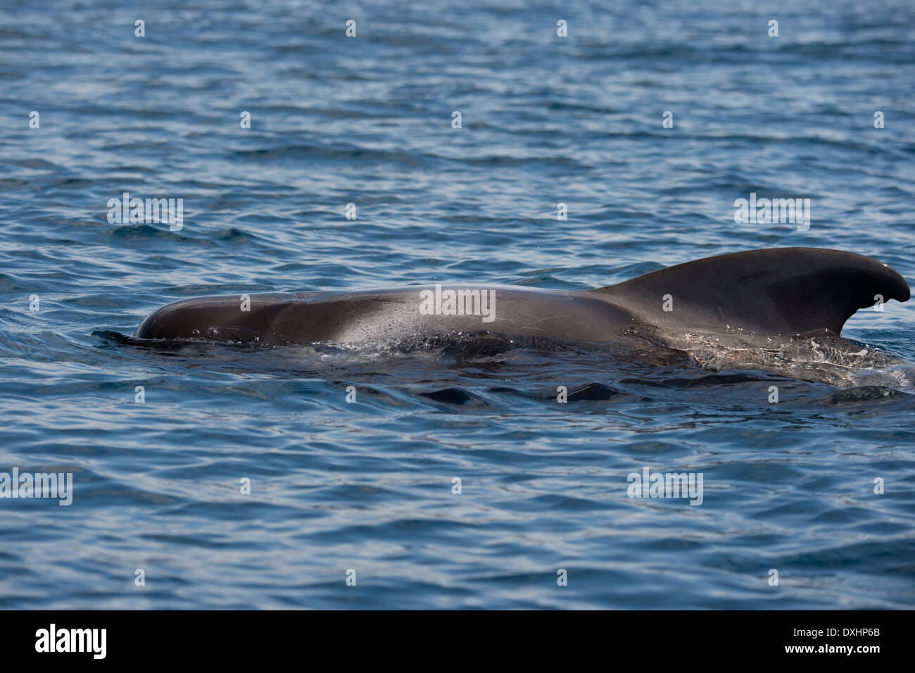 Short-finned Pilot Whale (Globicephala Macrorhynchus), Surfacing ...