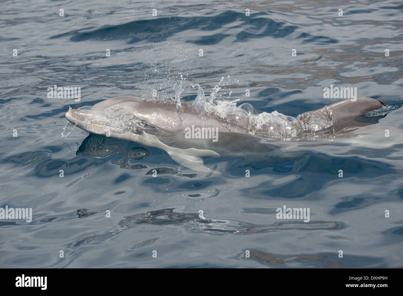 Common Bottlenose Dolphin (Tursiops truncatus) adult animal surfacing ...