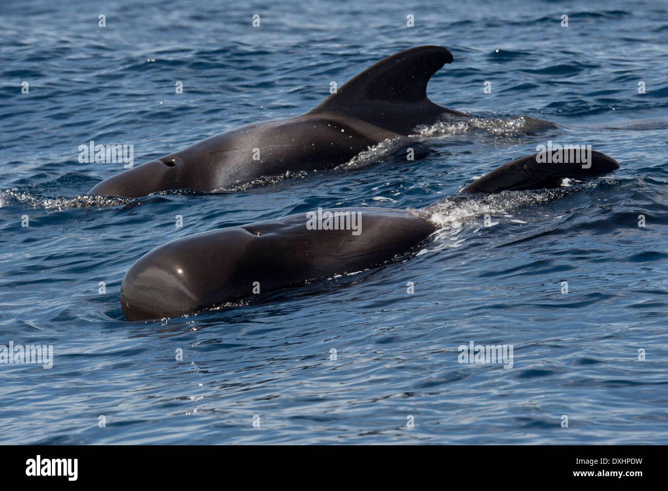 Short-finned pilot whales (Globicephala macrorhynchus), surfacing, showing markings. La Gomera, Canary Islands. Stock Photo