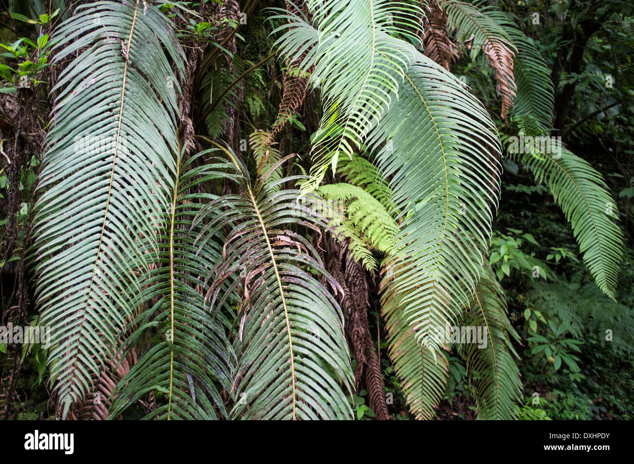 Tropical plant leaves, close-up, Indonesia, Asia, Stock Photo