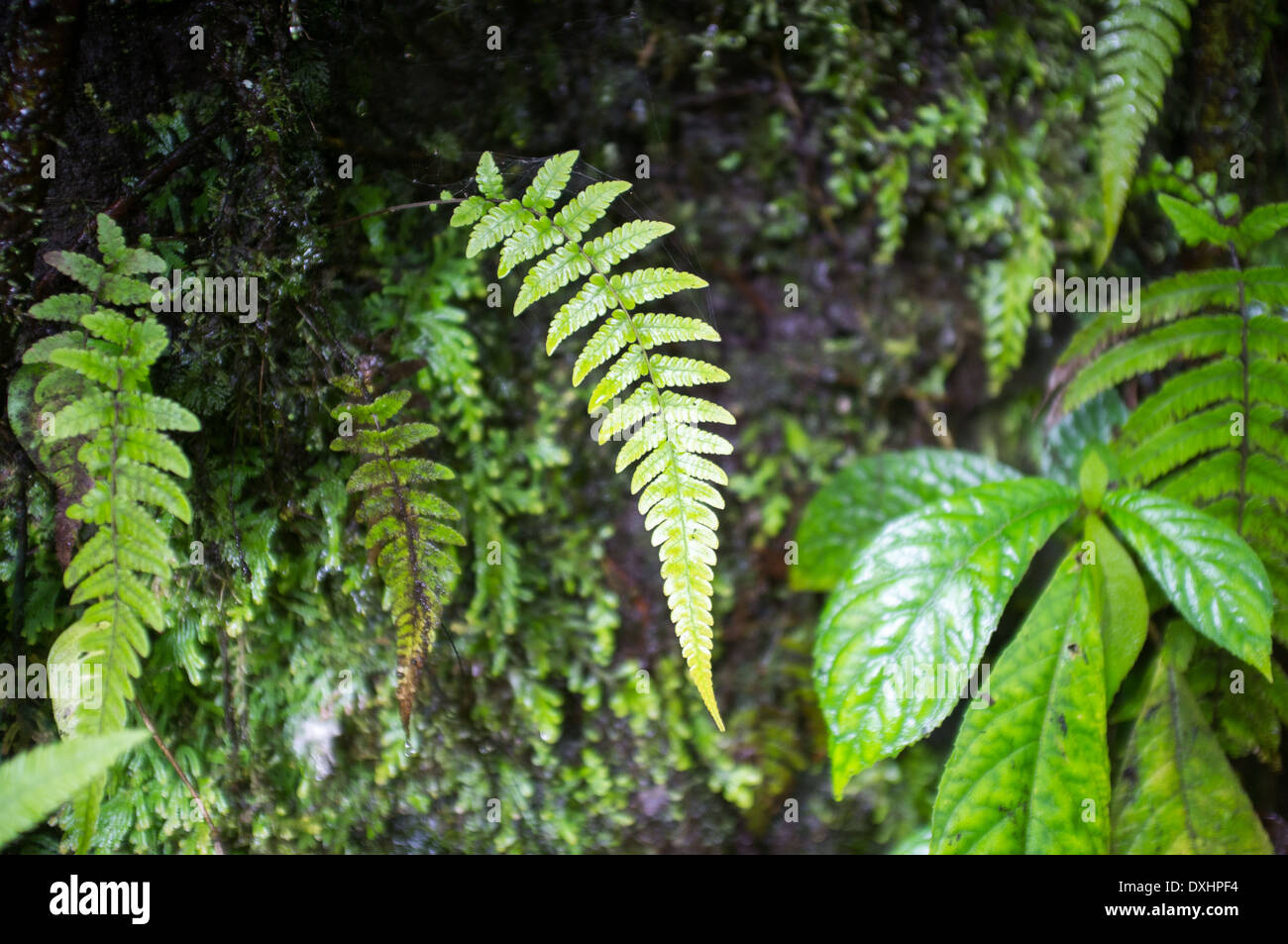Tropical plant leaves, close-up, Indonesia, Asia, Stock Photo
