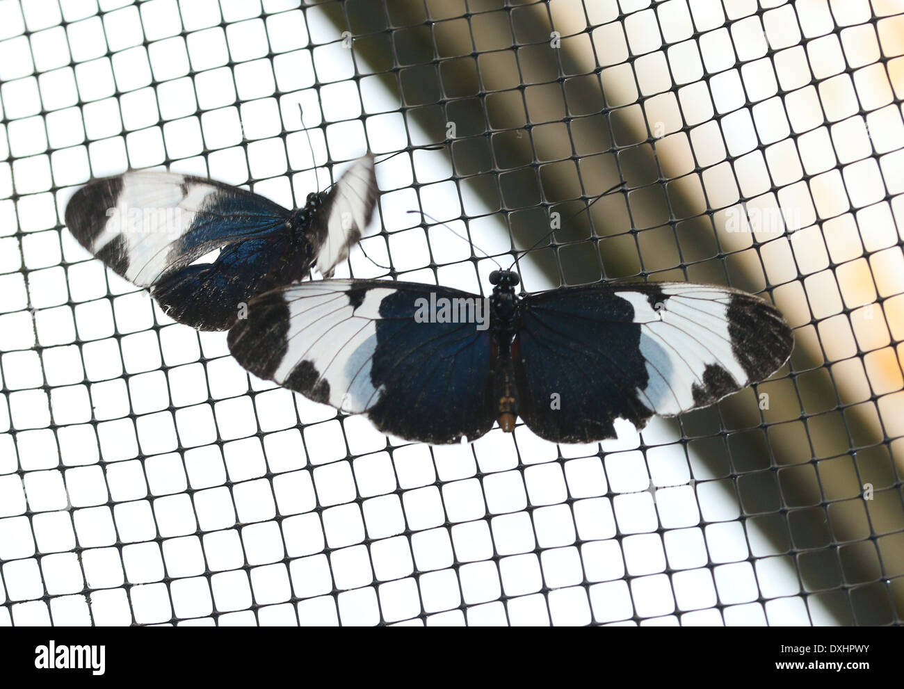 Two Sapho Longwings (Heliconius sapho) with wings opened Stock Photo