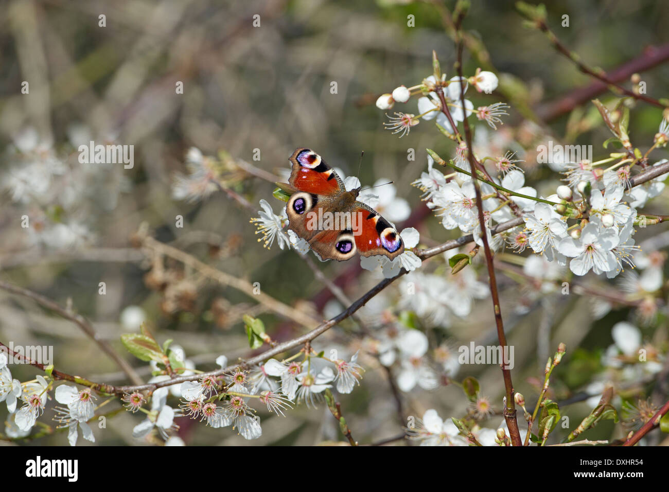 Peacock Butterfly Inachis io on Blackthorn blossom Stock Photo