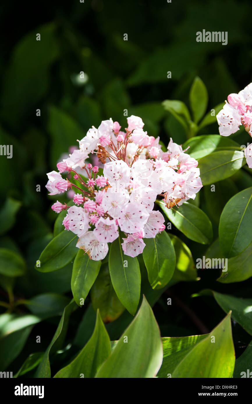Kalmia latifolia, mountain laurel or Calico Bush, are evergreen shrubs which flower in spring or summer with pink/white flowers. Stock Photo