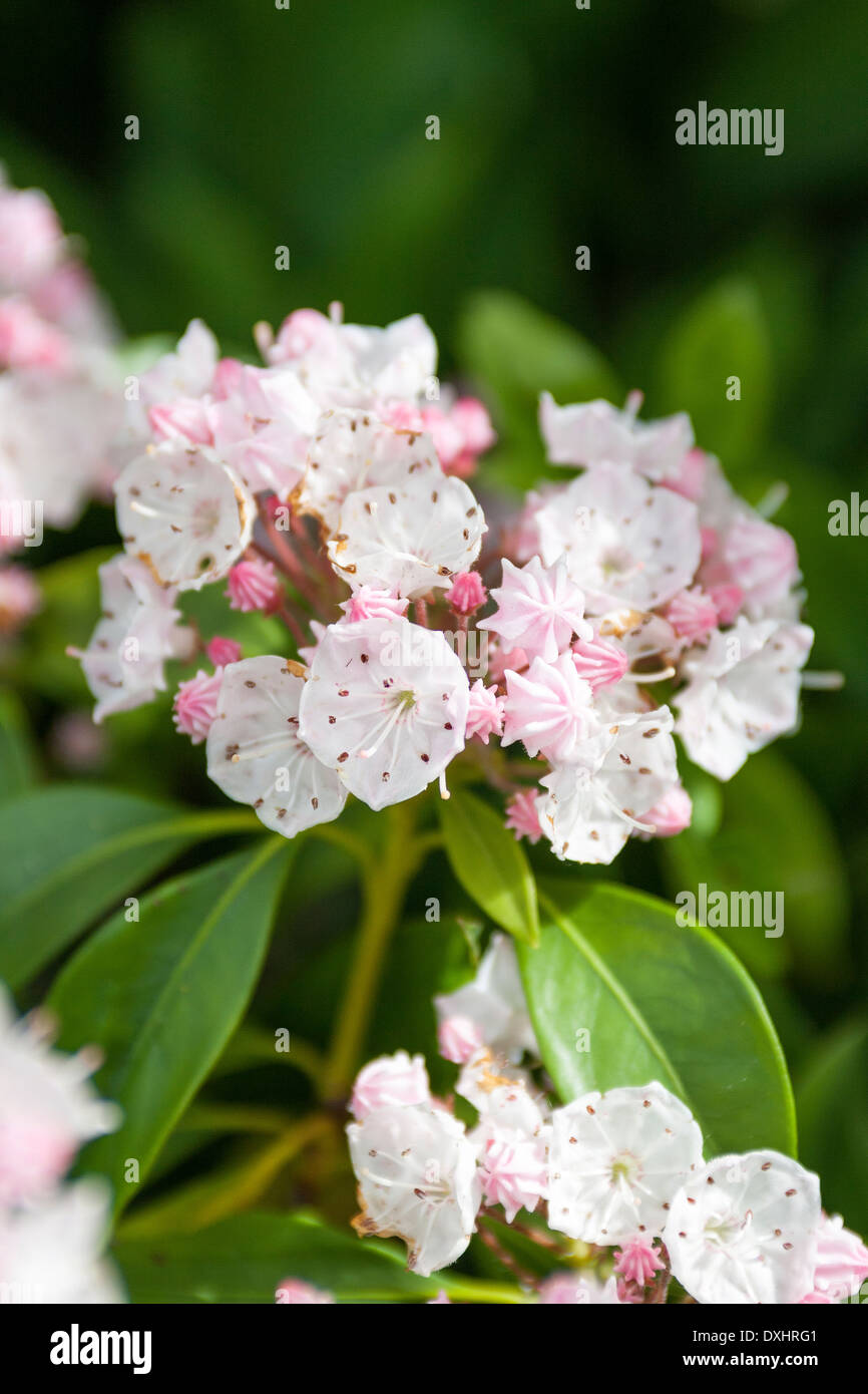 Kalmia latifolia, mountain laurel or Calico Bush, are evergreen shrubs which flower in spring or summer with pink/white flowers. Stock Photo