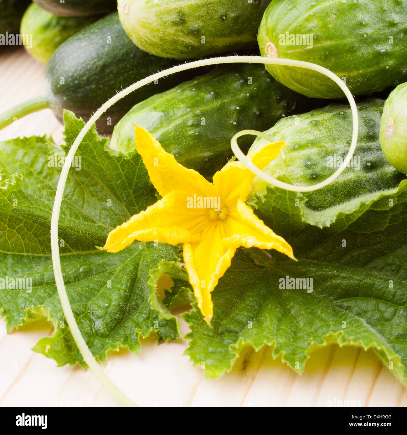 cucumbers with yellow flower and leaves Stock Photo Alamy