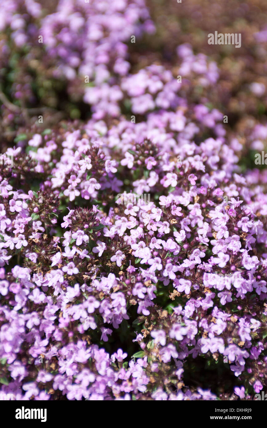 Flowering CarawayScented Thyme, Thymus herba barona, on a sunny day