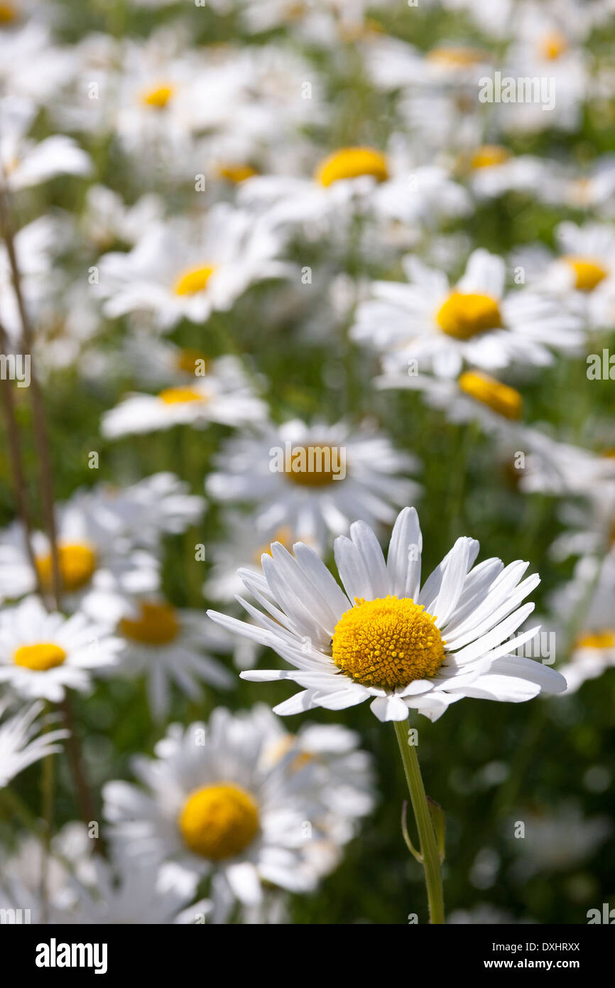 Shasta Daisy, Leucanthemum × superbum, Asteraceae family, are robust herbaceous perennials with daisy-like flower heads. Stock Photo