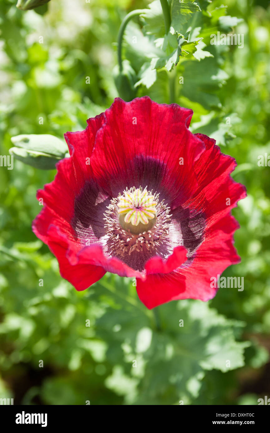 Red Oriental Poppy, Papaver orientale, showing paper thin petals in the sunshine. Stock Photo