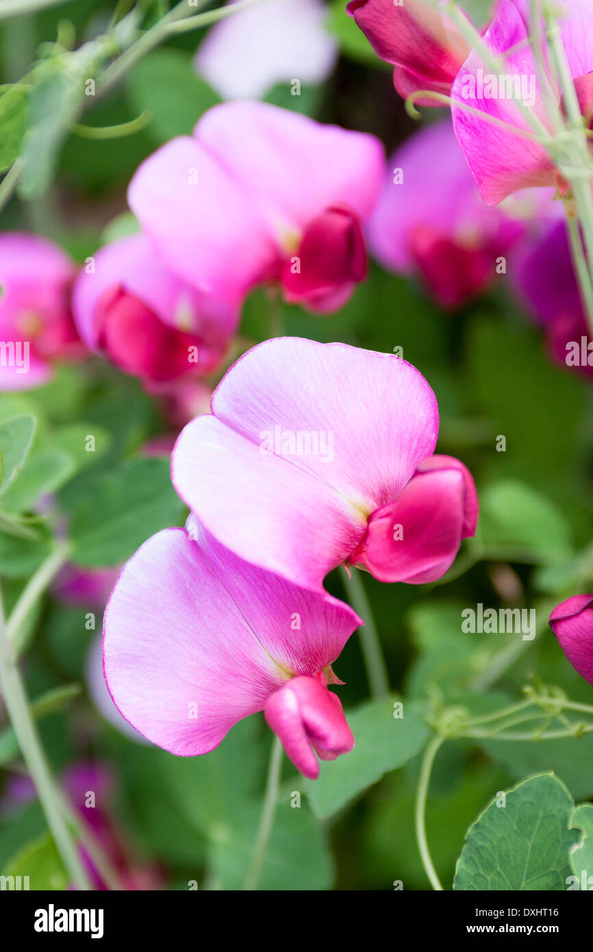Pink Sweet Pea flower (lathyrus odoratus) with a green foliage