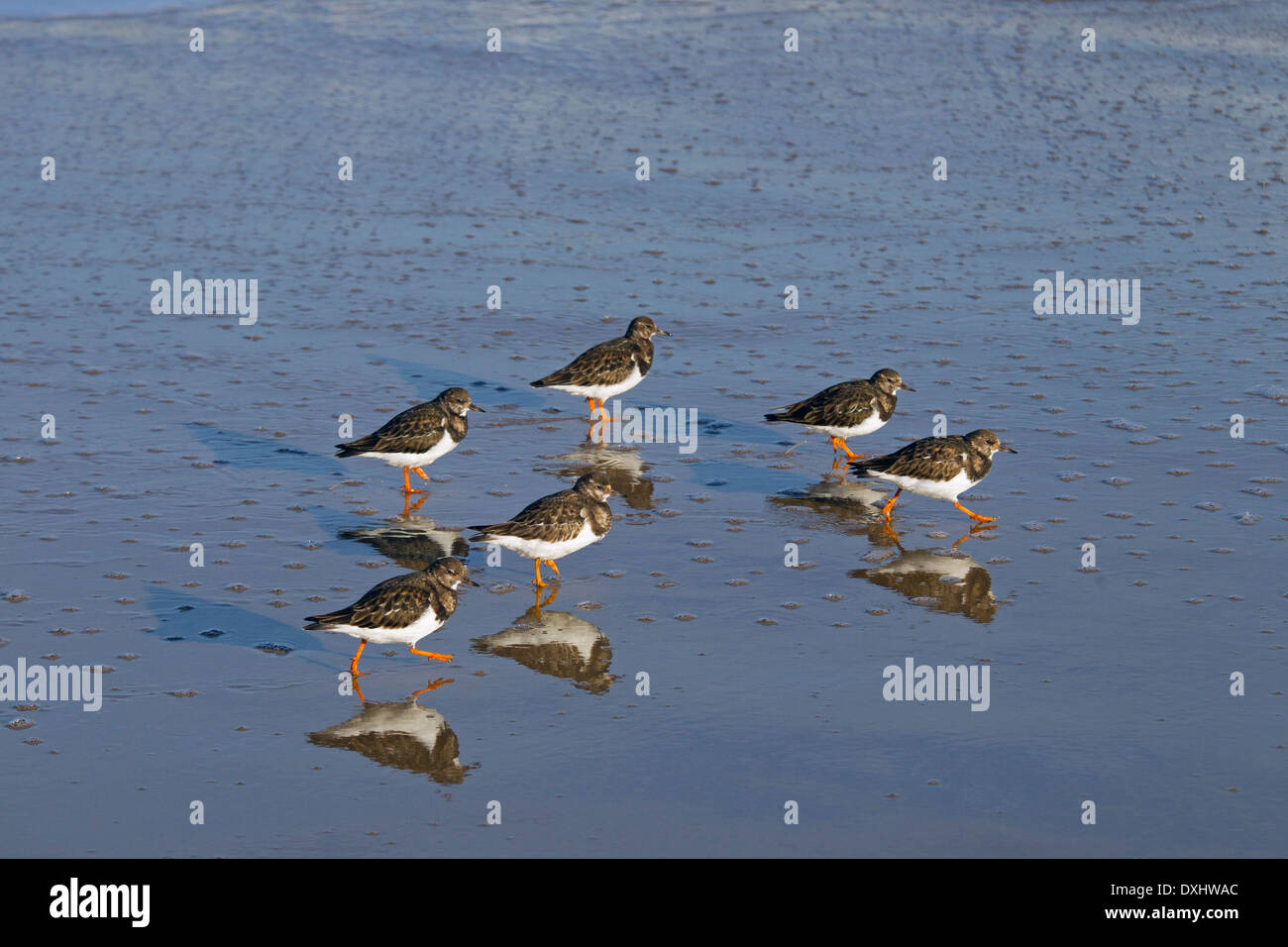 Turnstones Arenaria interpres flock on shoreline Stock Photo