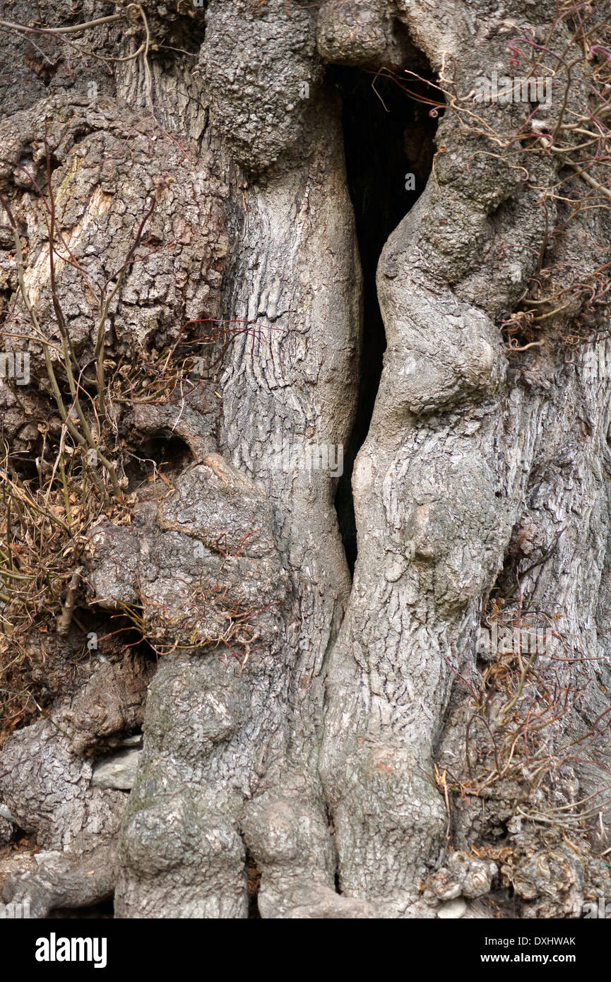 Hollow willow hires stock photography and images Alamy