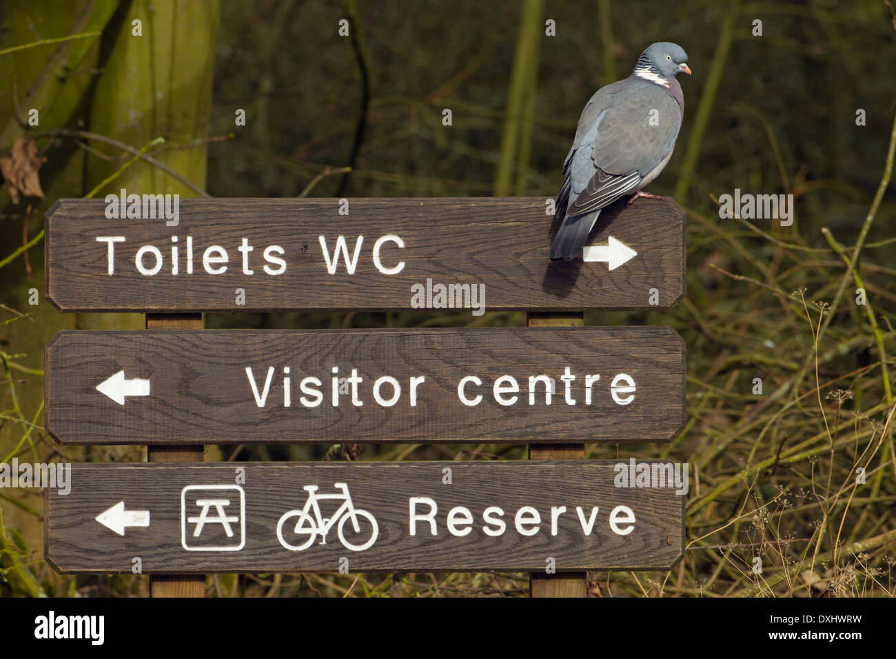 Tame pigeon hi-res stock photography and images - Alamy
