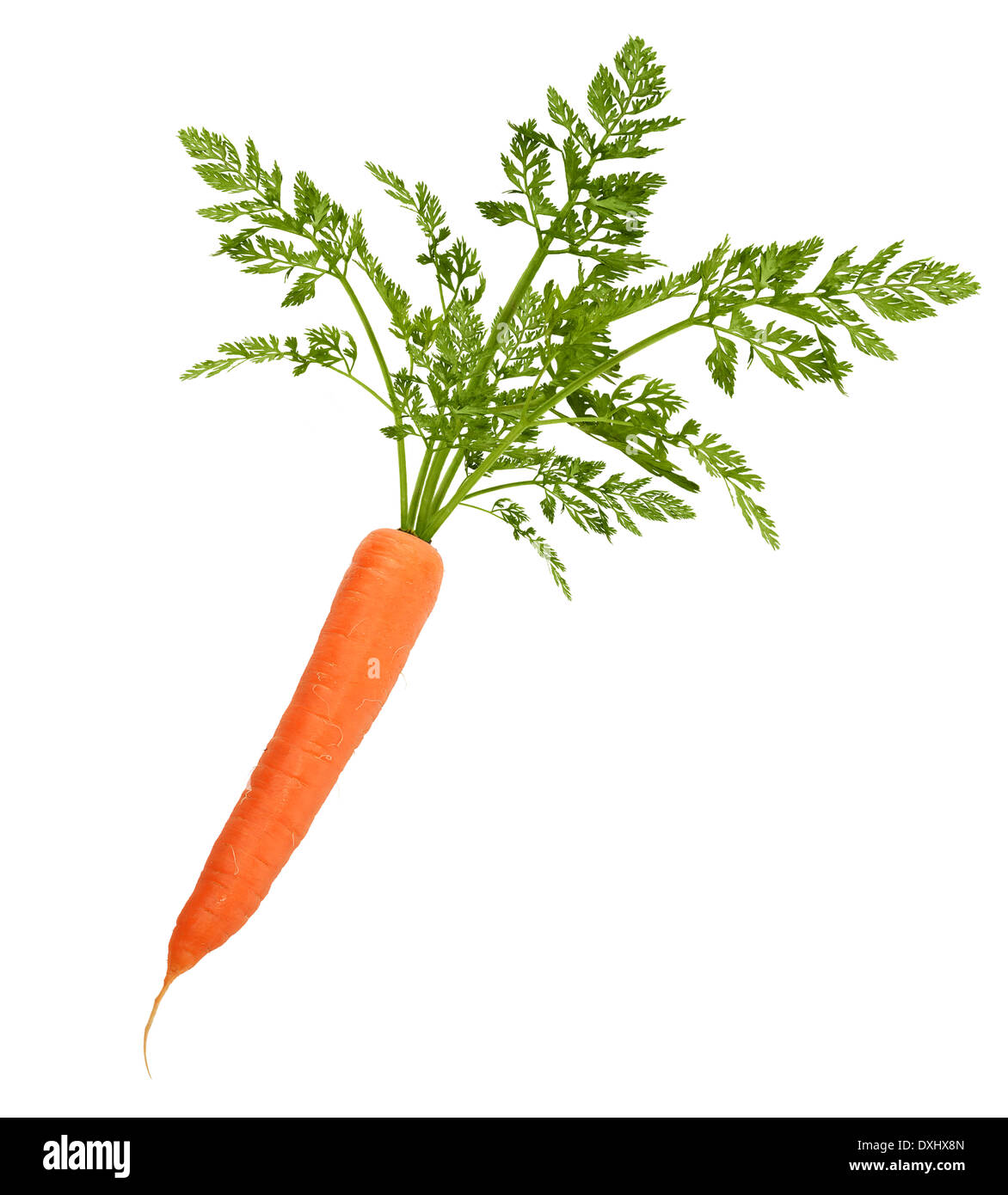 Carrot With Leaves Isolated On White Background Stock Photo Alamy