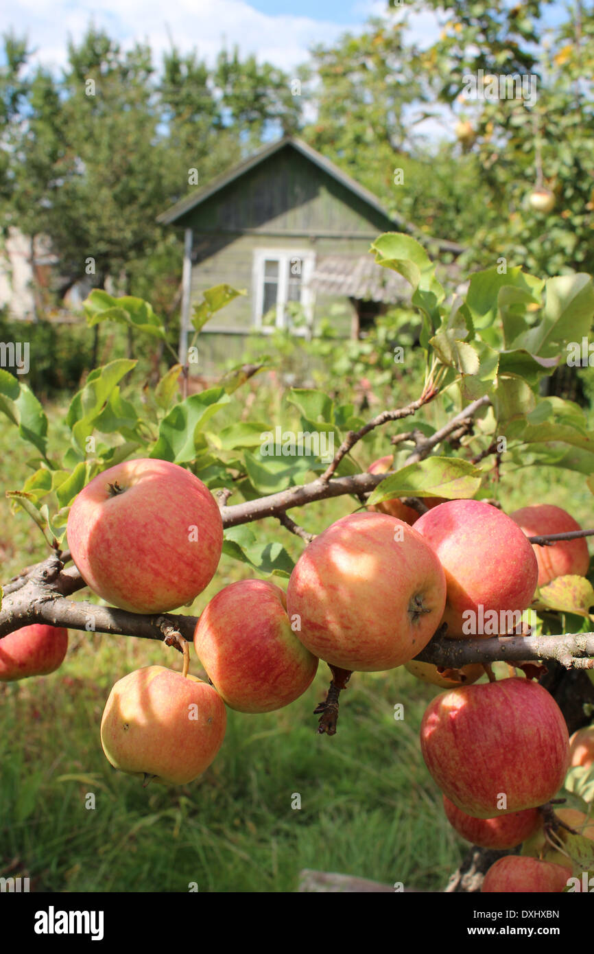 very tasty and ripe apples hanging on the tree Stock Photo - Alamy