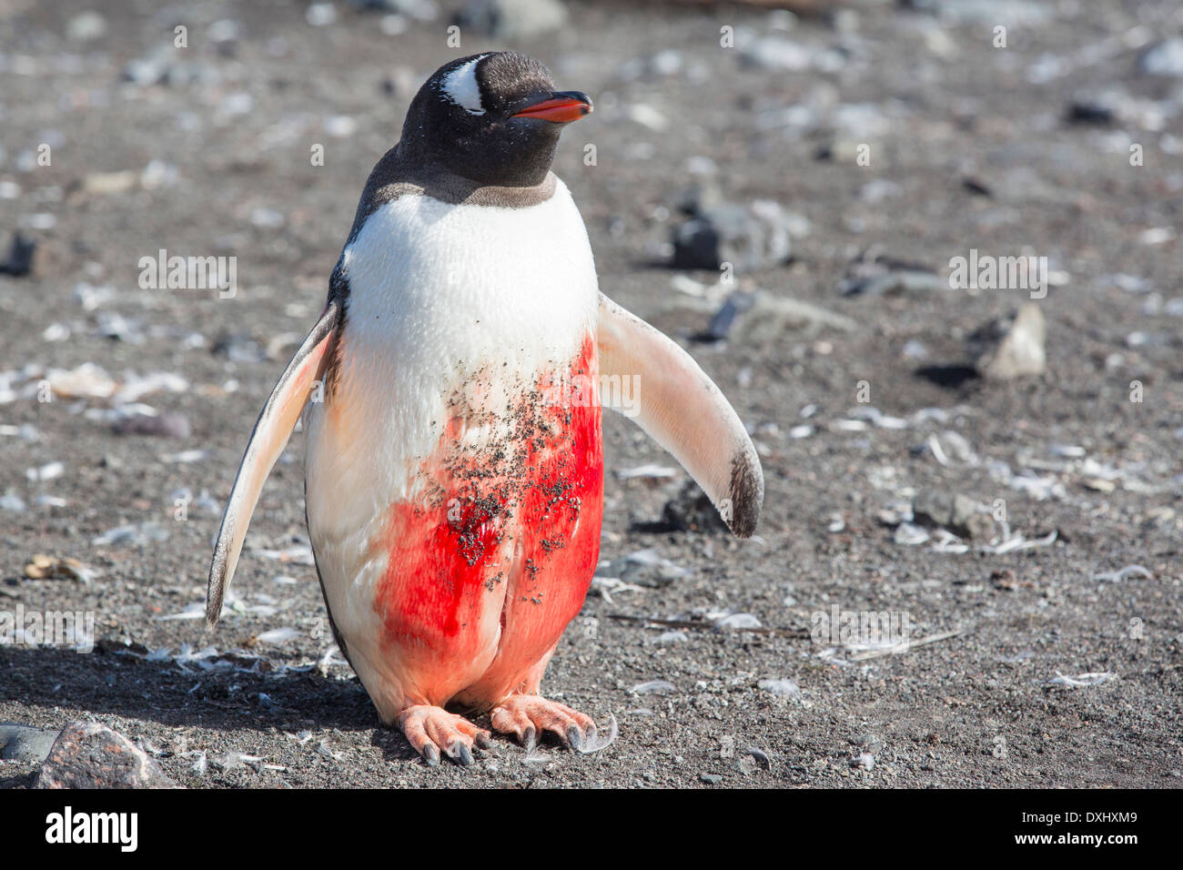 A Gentoo Penguin at Hannah Point on Livingston Island in the South Shetland Islands, Antarctic, it has a huge gash Stock Photo