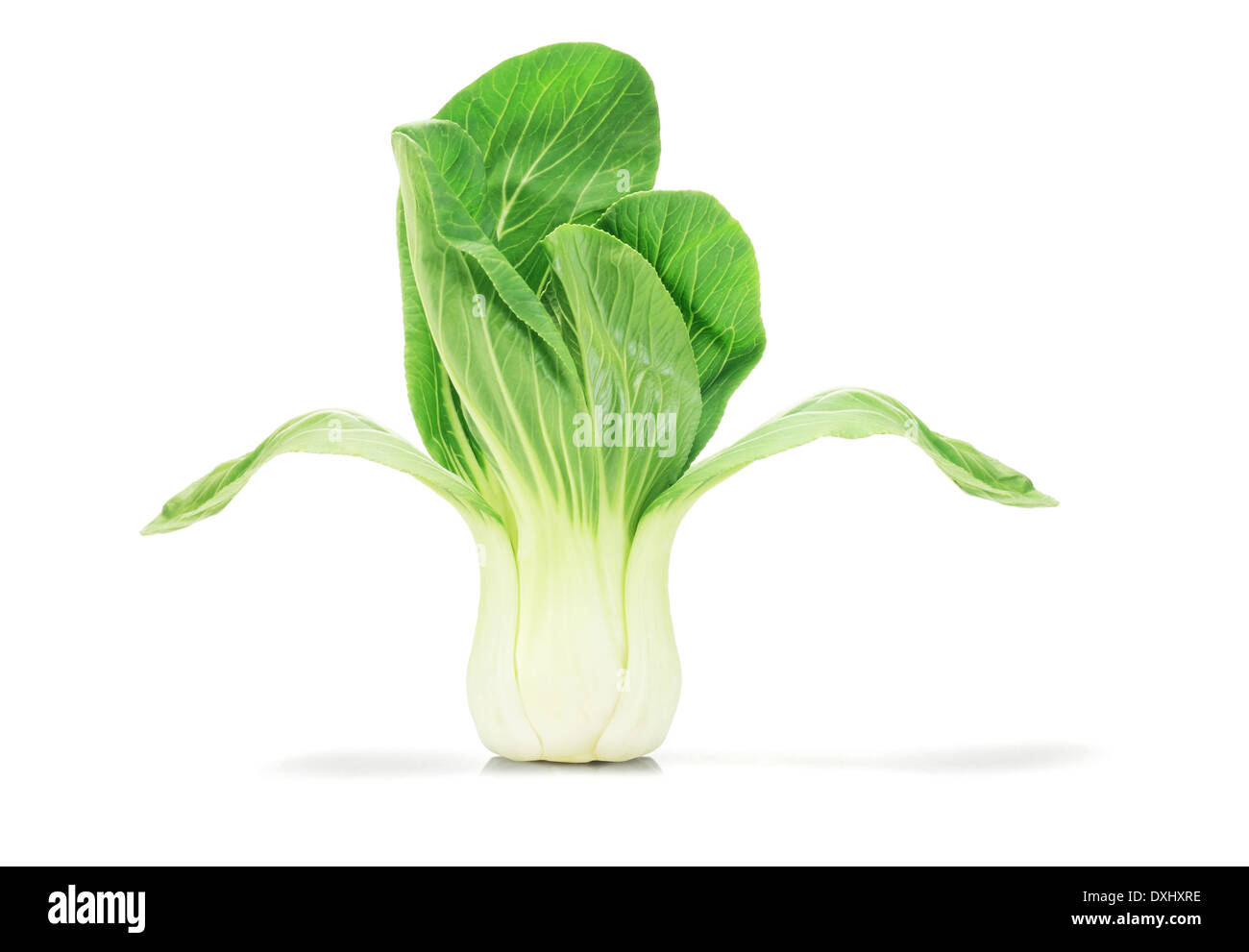 Chinese Cabbage Standing On White Background Stock Photo