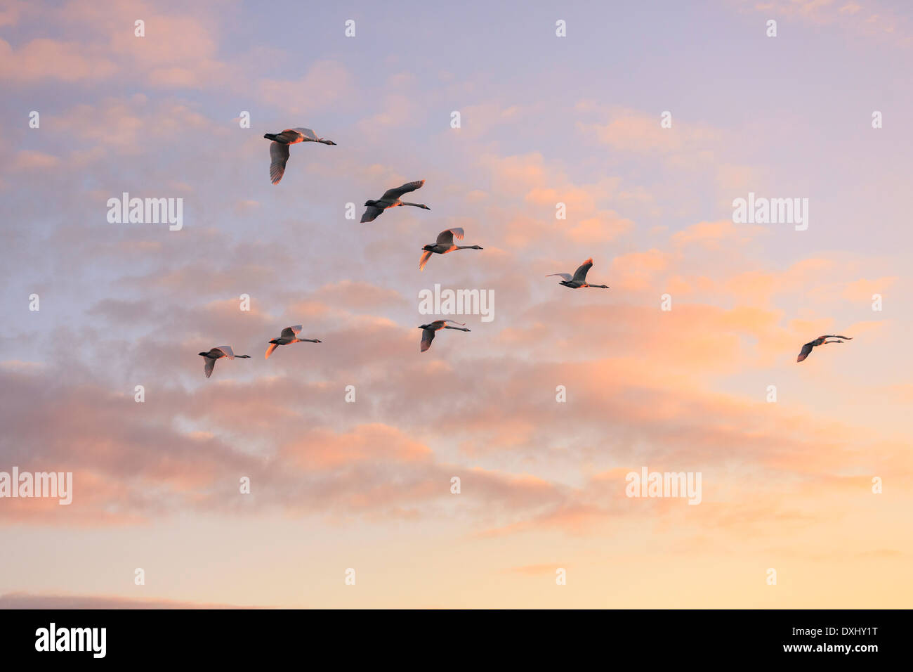 Swans flying in vformation during sunrise Stock Photo Alamy