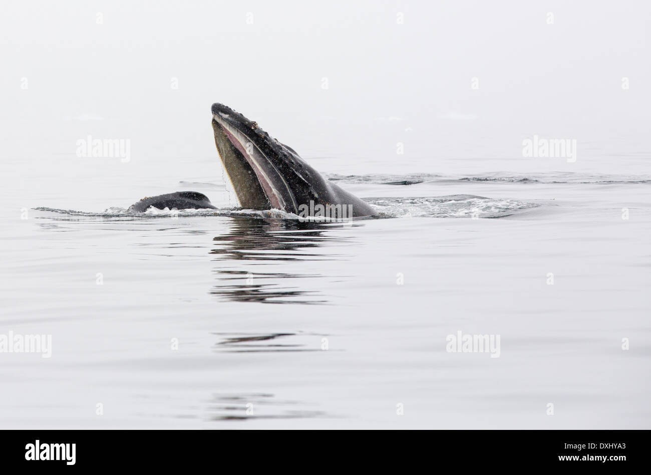 Humpback Whales (Megaptera novaeangliae) feeding on Krill in Wilhelmena Bay, Antarctic Peninsular. Stock Photo