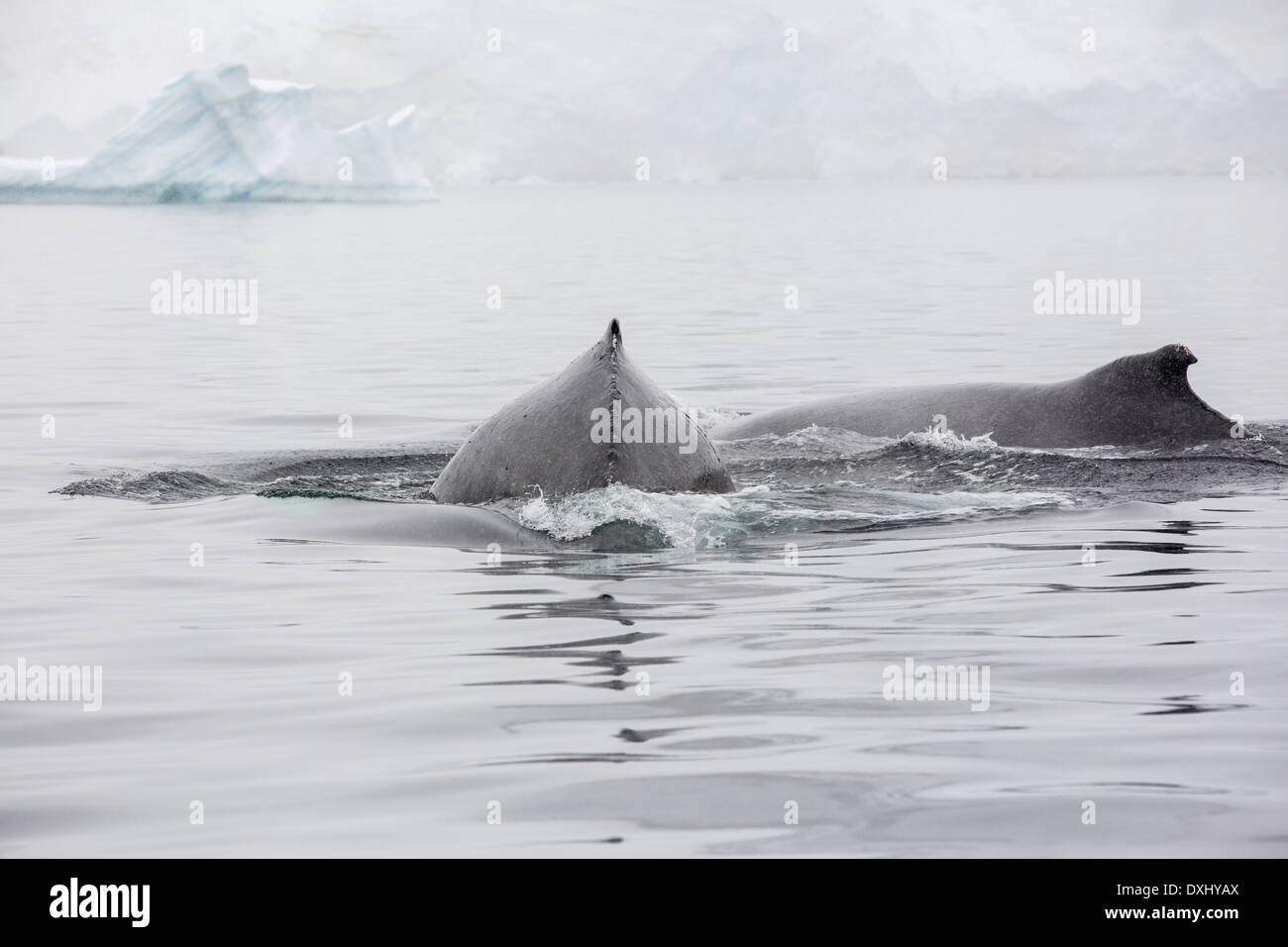Humpback Whales (Megaptera novaeangliae) feeding on Krill in Wilhelmena Bay, Antarctic Peninsular Stock Photo