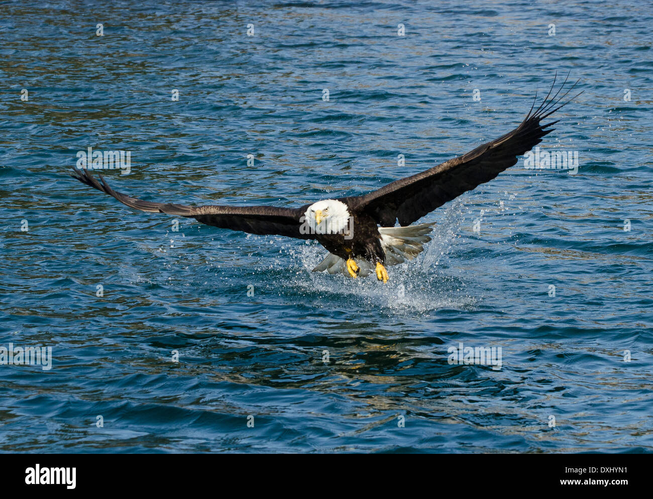 Juneau Alaska Bald Eagle swooping above water Stock Photo