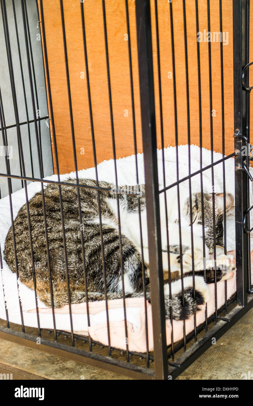 Cat sleeping in the cage, stock photo Stock Photo Alamy
