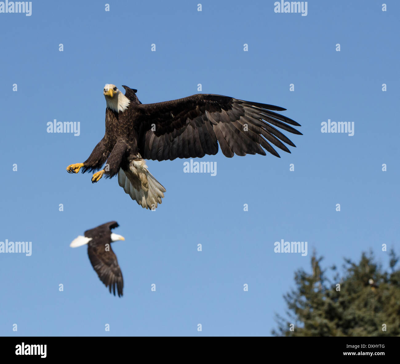 Juneau Alaska Bald Eagles flying in blue sky Stock Photo