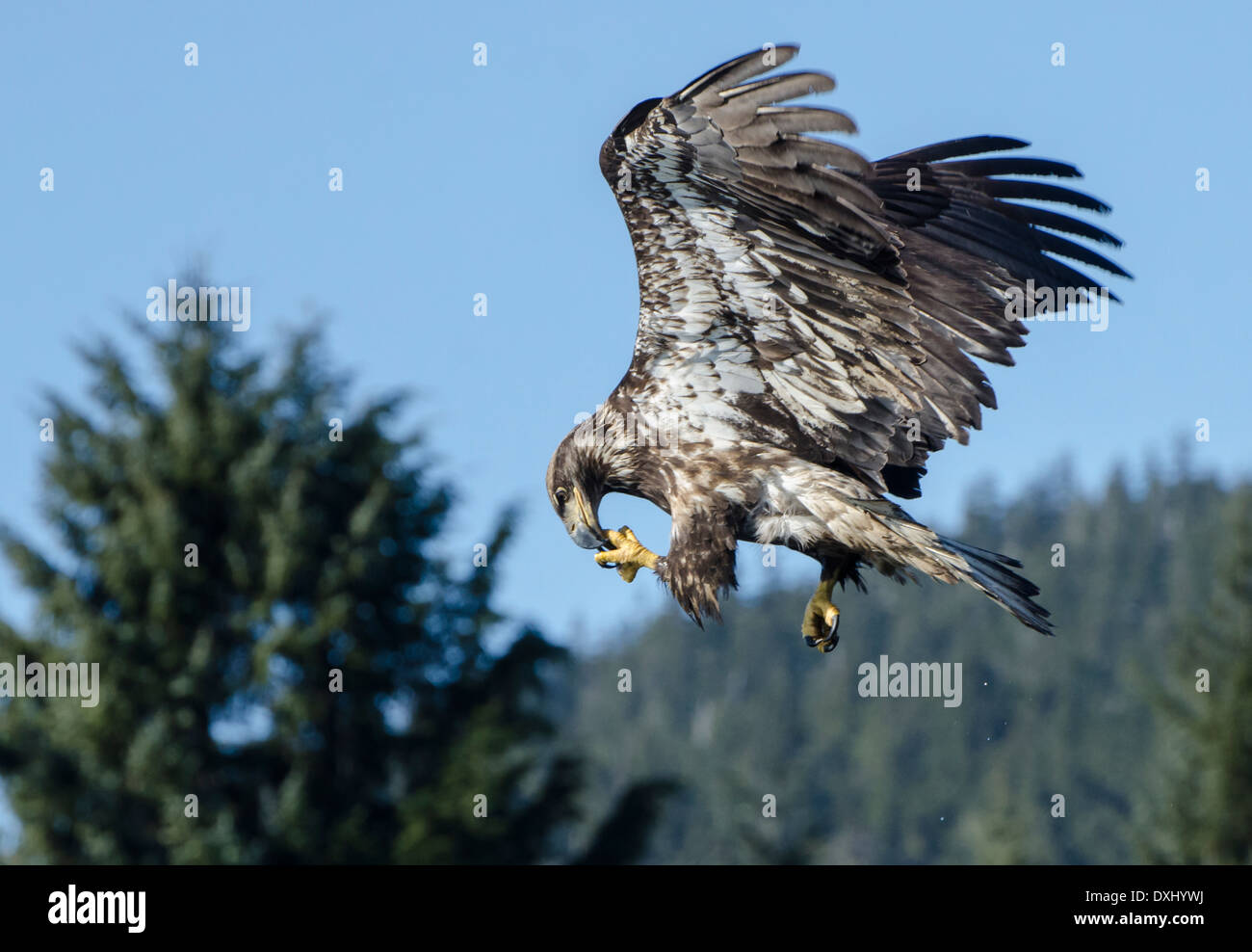 Juneau Alaska Juvenile Bald Eagle eating fish from talon in air Stock