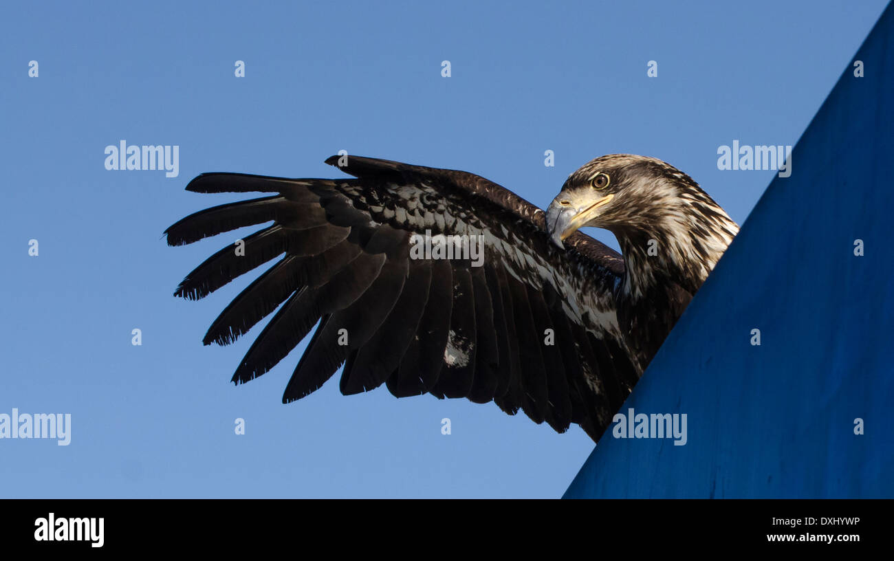 Juneau Alaska Juvenile Bald Eagle waving wing Stock Photo