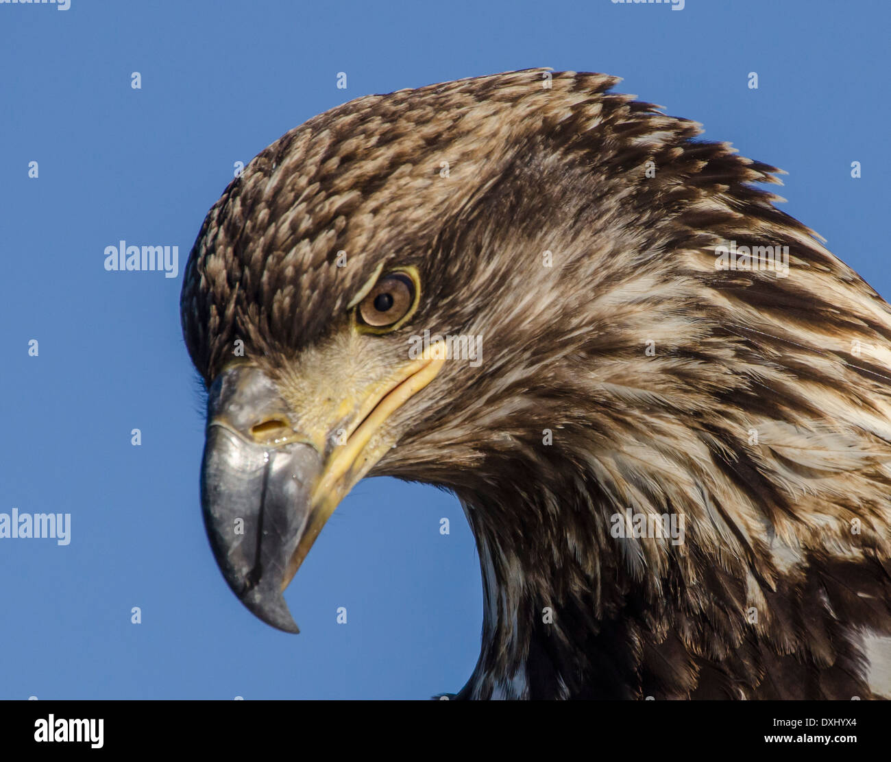 Juneau Alaska Juvenile Bald Eagle watching Stock Photo
