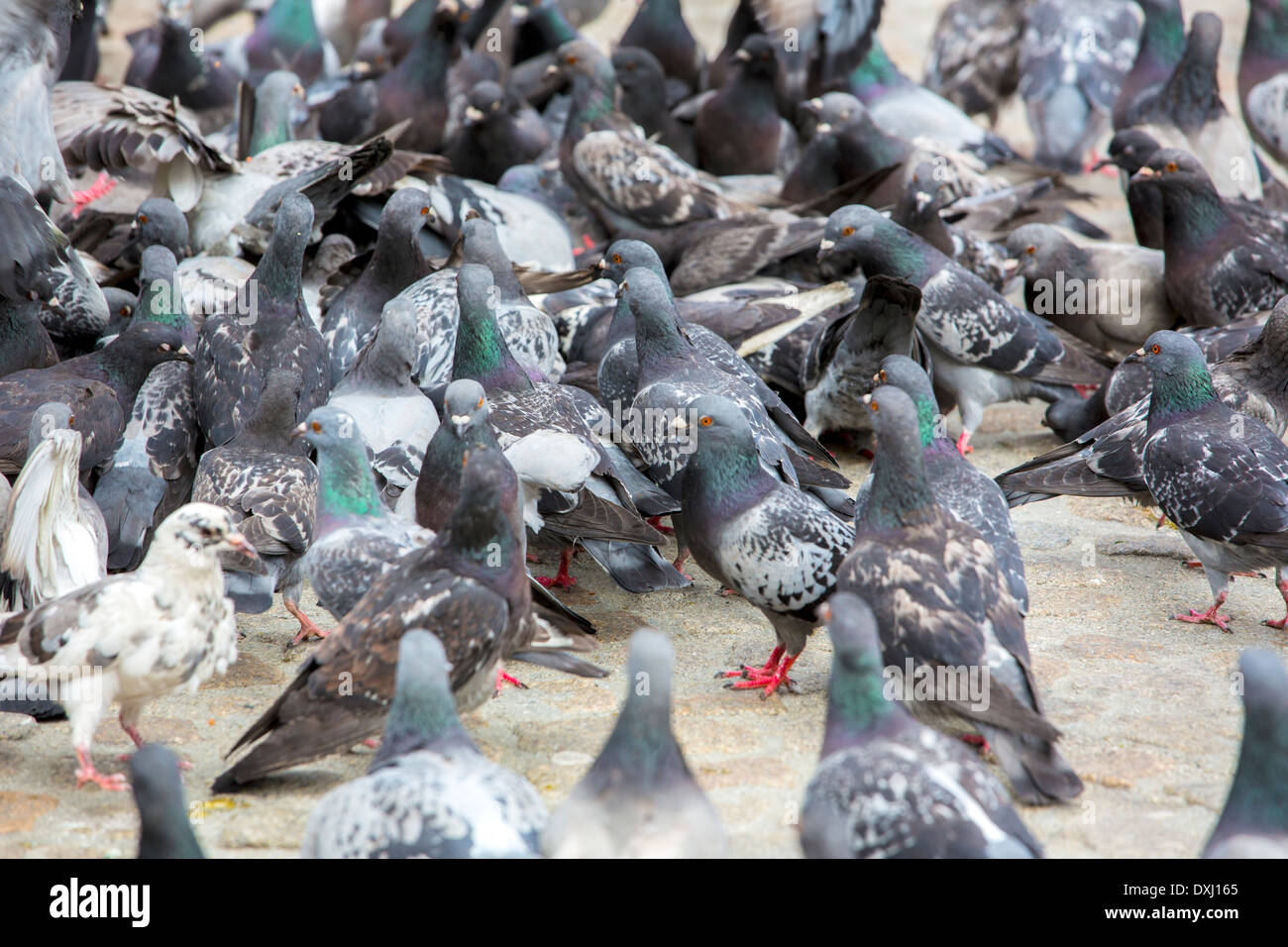 Pigeons waiting to be fed in Dam Amsterdam Stock Photo
