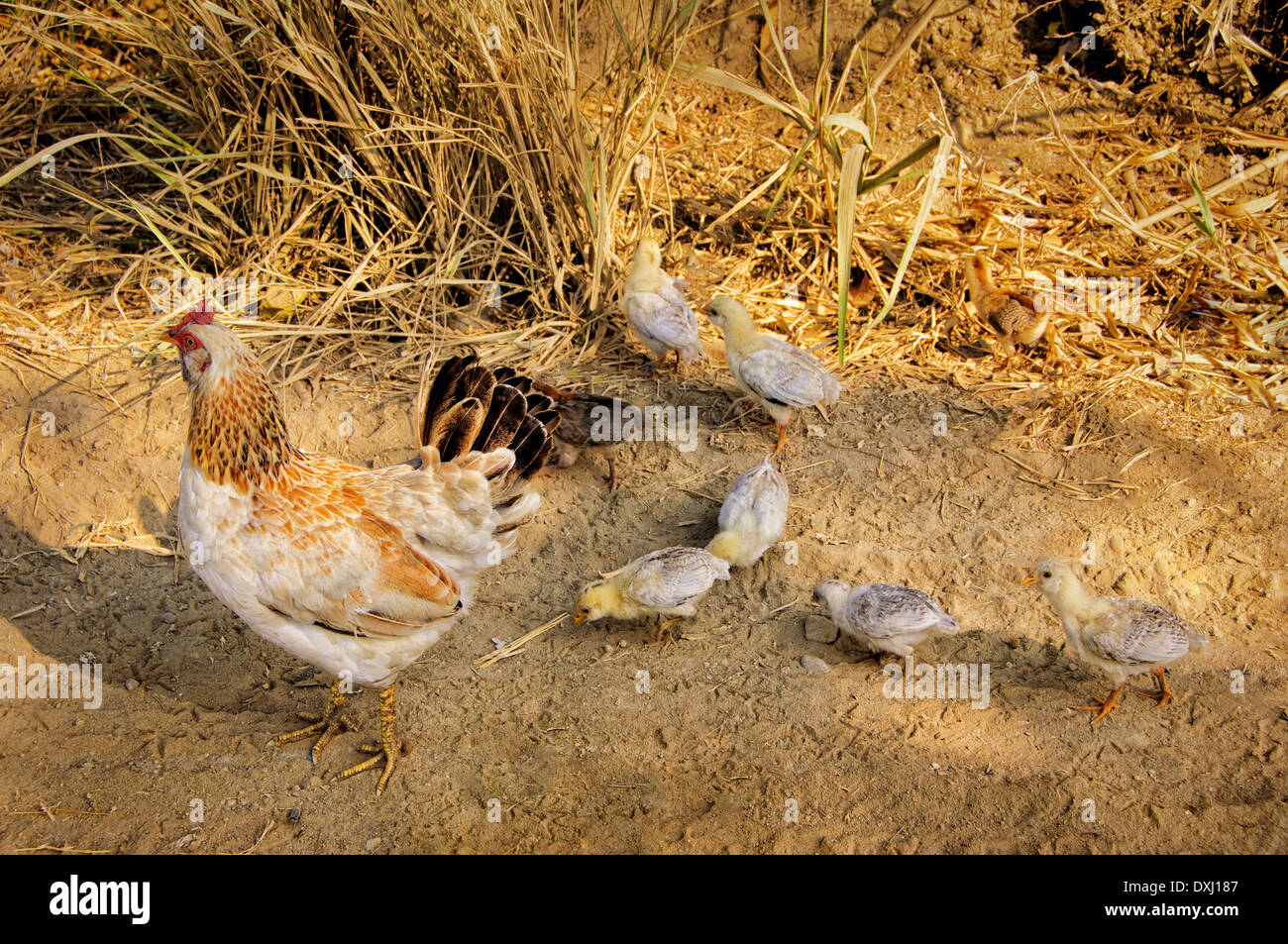 Chicks following mother hen in a dry, grassy field Stock Photo