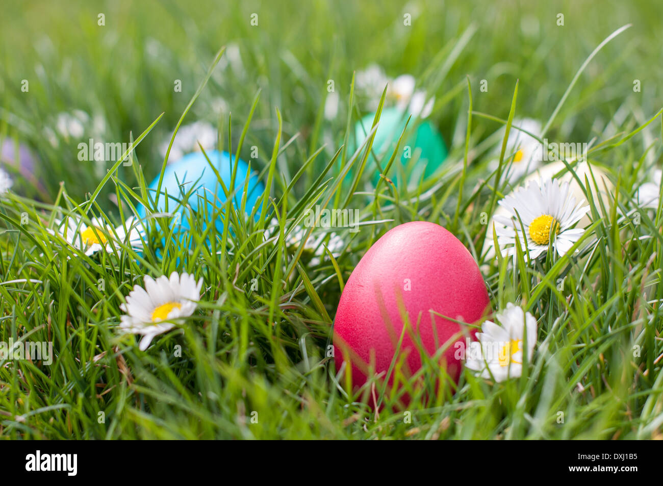 Red Easter egg in a nest among spring flowers Stock Photo