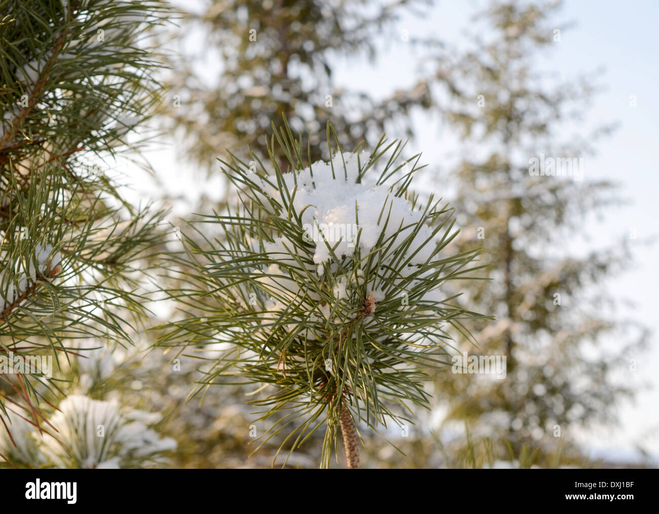 branch of green pine covered with snow Stock Photo - Alamy