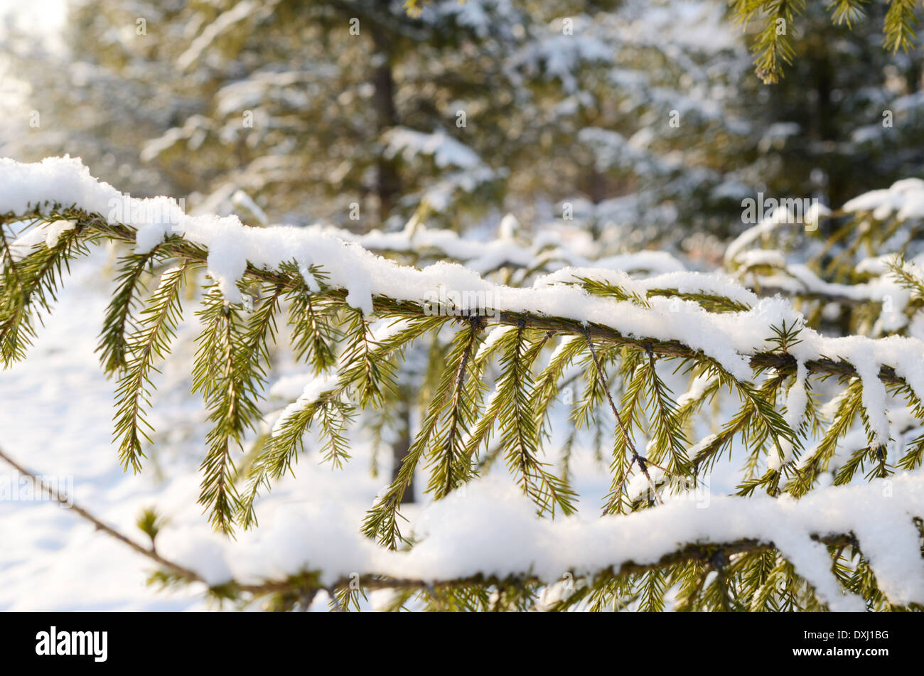 branch of green pine covered with snow Stock Photo - Alamy