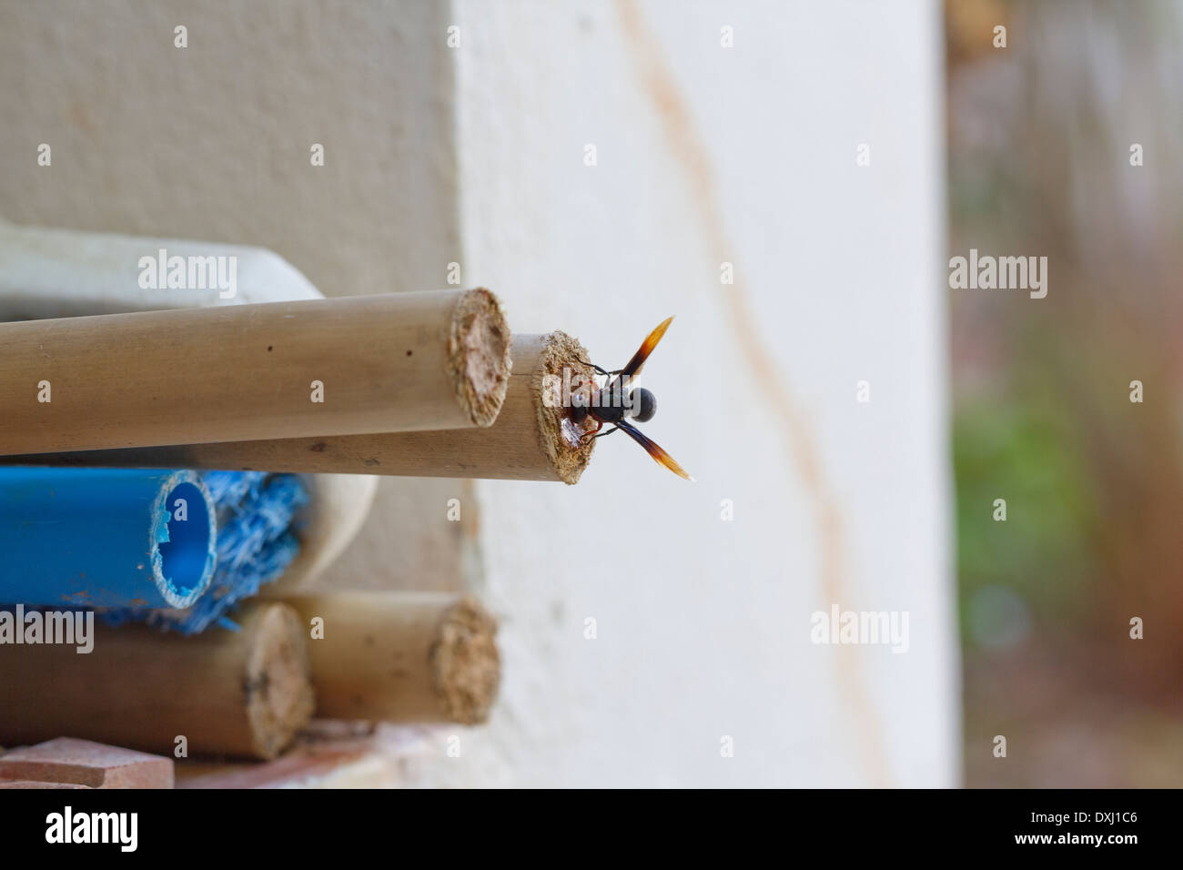 Mud dauber wasp building nest Stock Photo Alamy