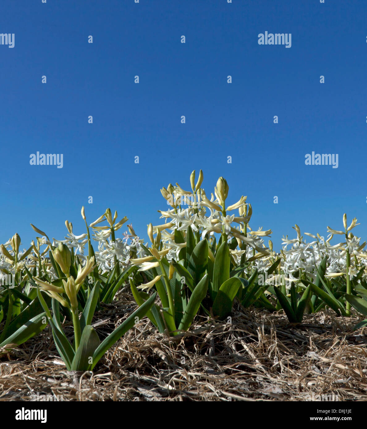 Bulb fields in spring: Low angle view of flowering white hyacinths, Noordwijkerhout, South Holland, The Netherlands. Stock Photo