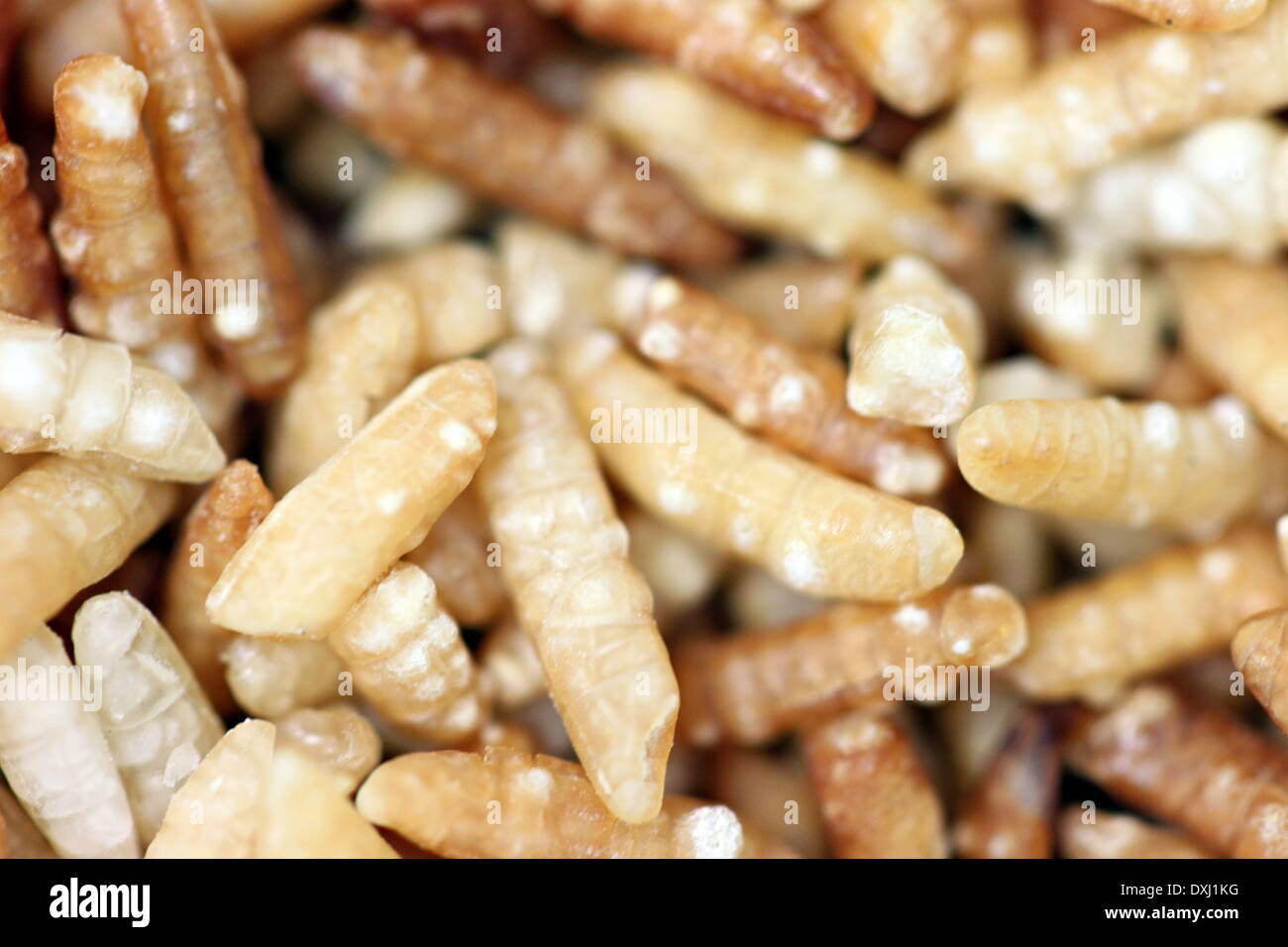 Closeup Rice Grain through the oven to heat for foods. Stock Photo