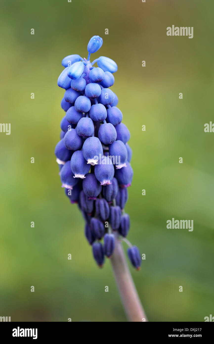 spring flower grape hyacinth Stock Photo Alamy