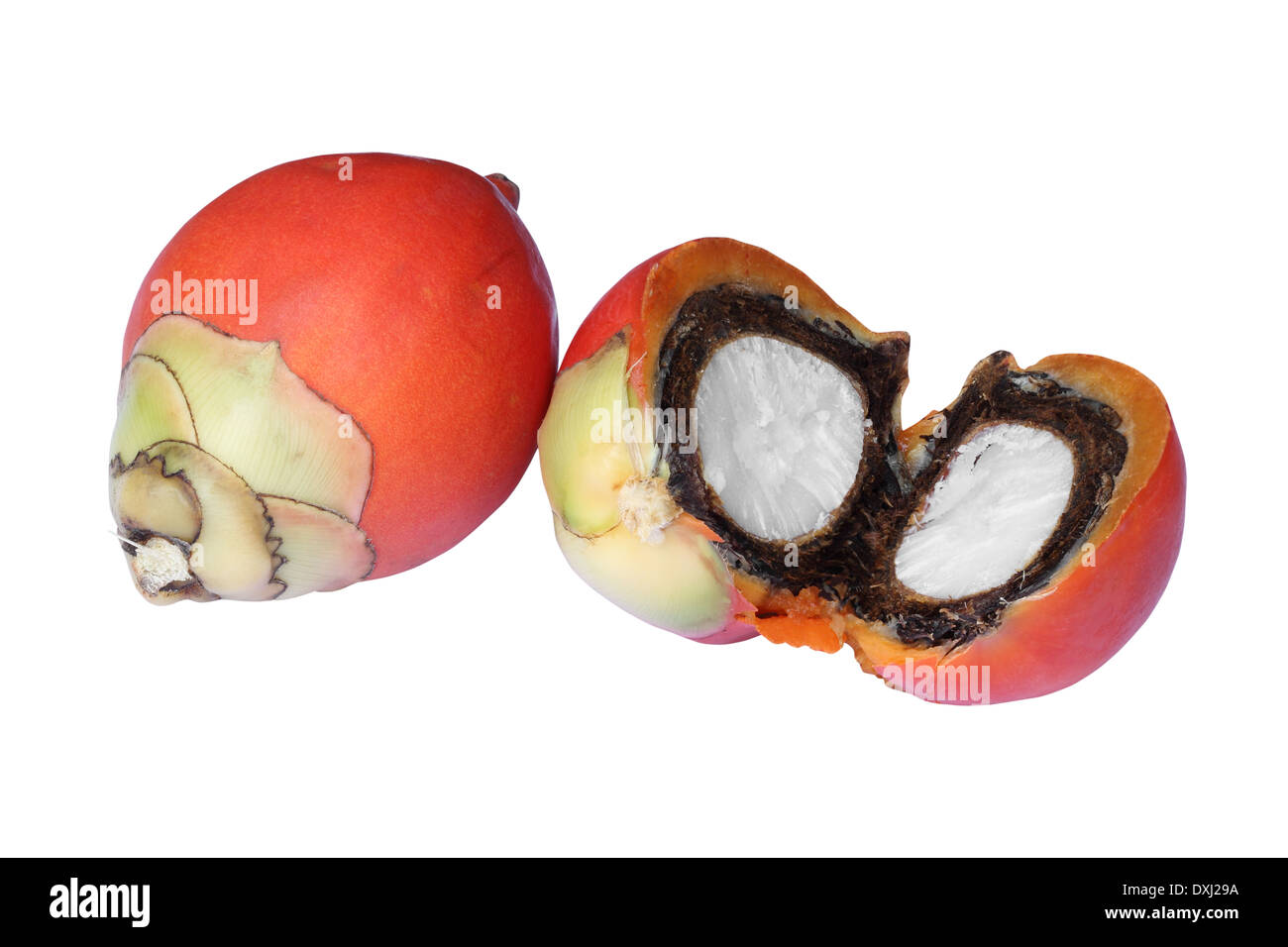 Fresh foxtail palm fruit (Wodyetia bifurcata) isolated on white background with clipping path Stock Photo