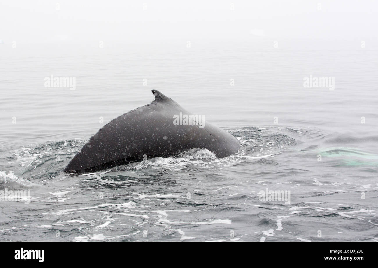 Humpback Whales (Megaptera novaeangliae) feeding on Krill in Wilhelmena Bay, Antarctic Peninsular Stock Photo